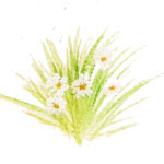 my daisies