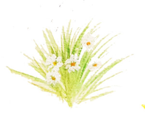 my daisies